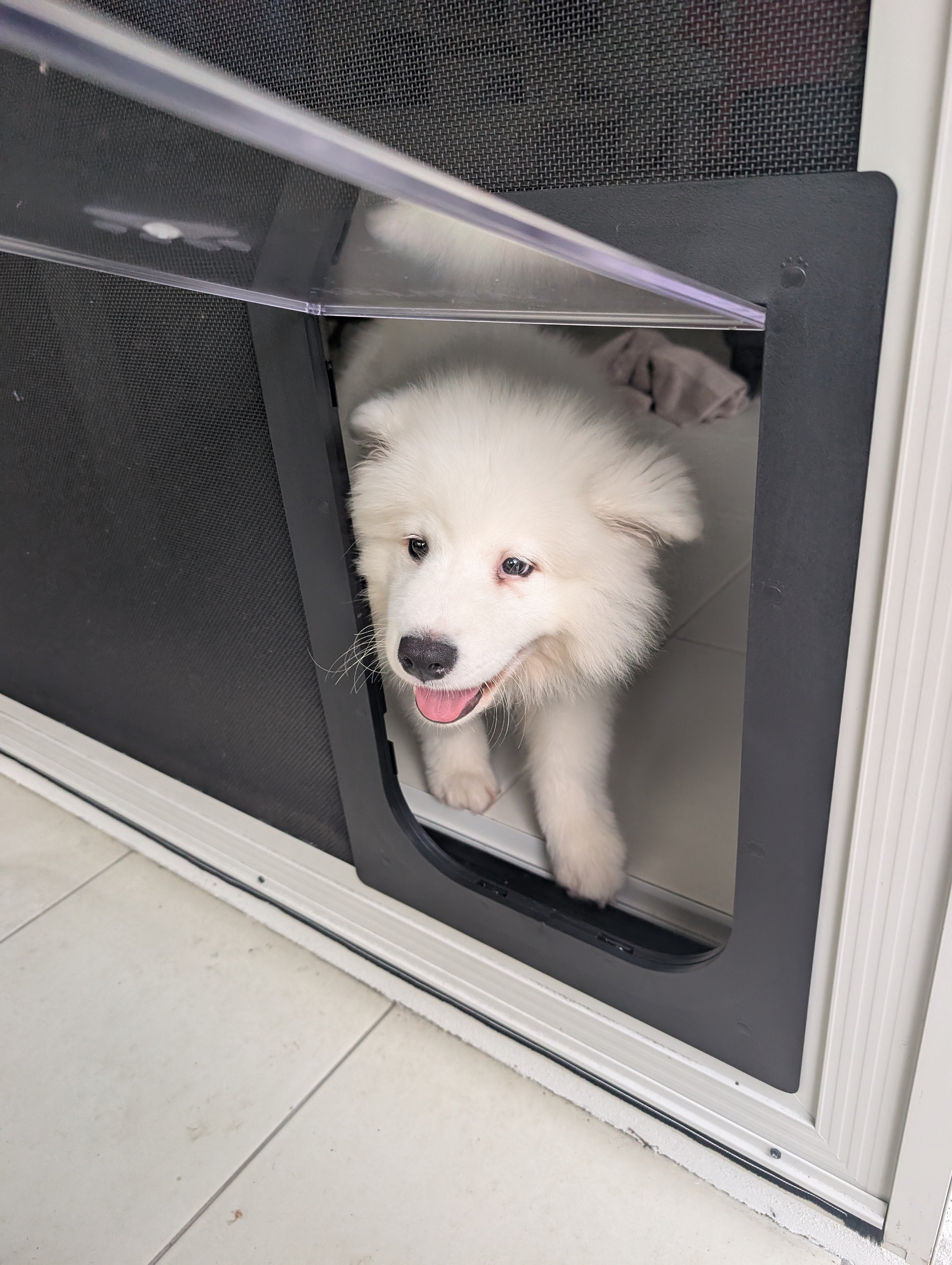 petway pet door in crimsafe style door