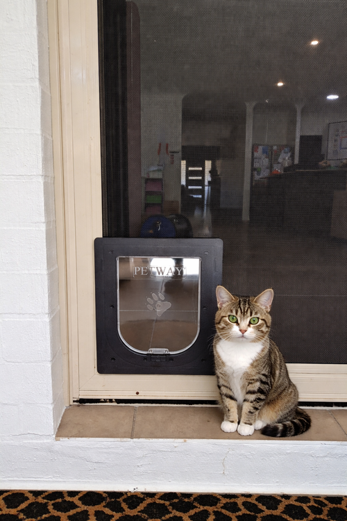 petway pet door with cat